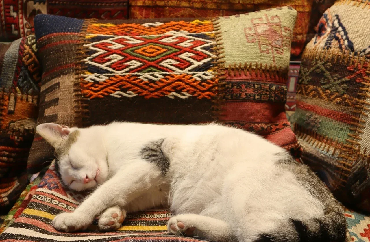 pexels-gokcinar-photo-424974378-24876011 (1)